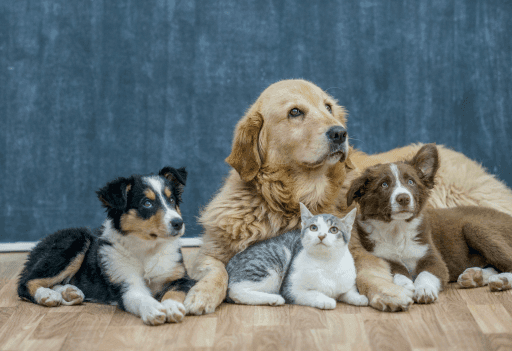 Pets Link Building Case Study